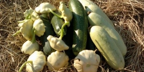 Da li je moguće saditi tikvice i tikvice jednu pored druge